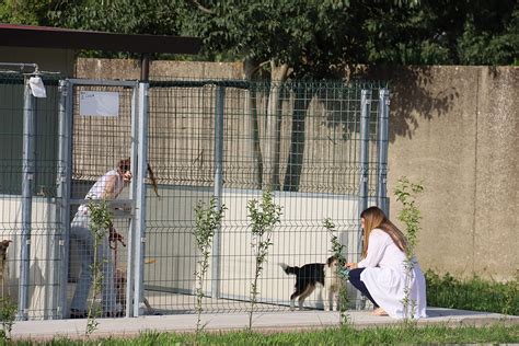 Accoglienza cani