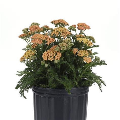 Achillea in Vaso