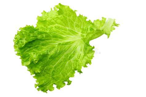 Afidi su una foglia di insalata