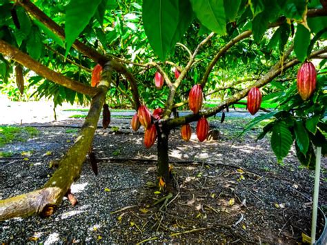 Albero di cacao con frutti