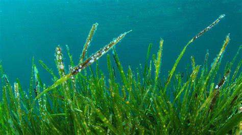 Alga Spirulina Benefici