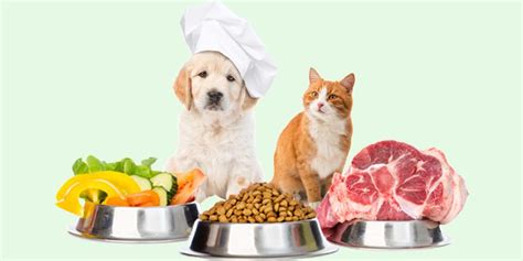 Alimentazione corretta per il gatto