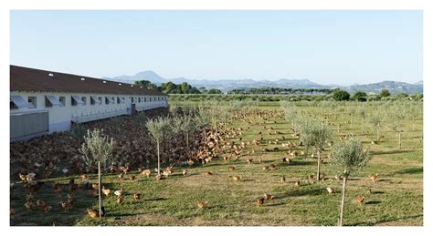Allevamento biologico Fileni