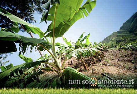 Alternative Naturali