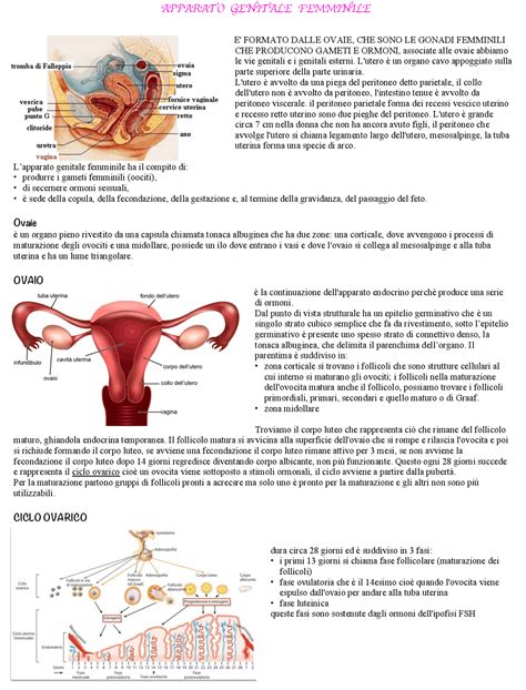 Anatomia apparato genitale femminile