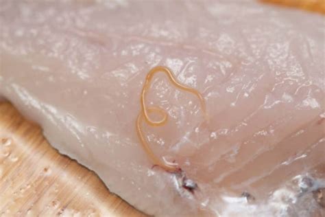 Anisakis nel pesce