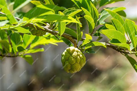 Annona