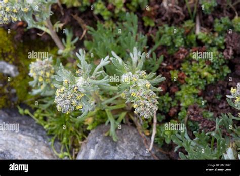 Artemisia Genipi