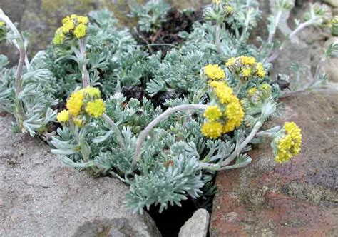 Artemisia Glacialis