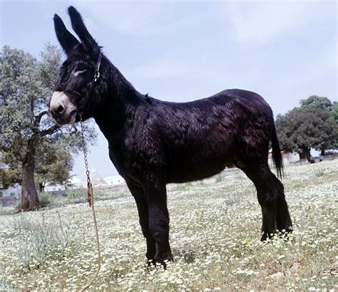 Asino di Martina Franca