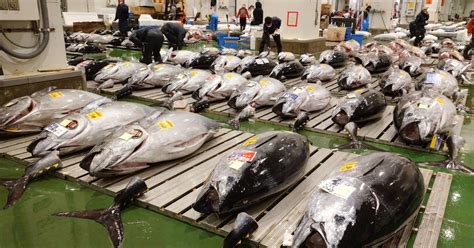 Asta del tonno a Tokyo