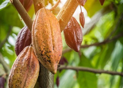 Baccelli di Cacao sull'Albero