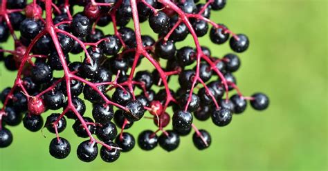 Bacche di Sambuco