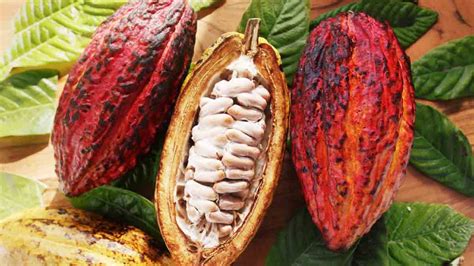 Base al cacao