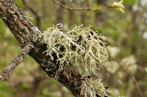 Benefici del Lichene Islandico
