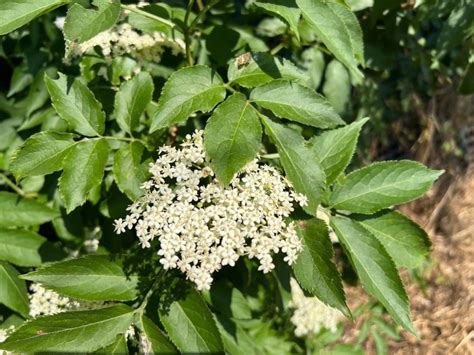 Benefici del Sambuco