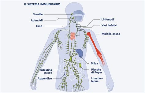 Benefici per il sistema immunitario