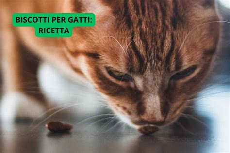 Biscotti per Gatti Fatti in Casa