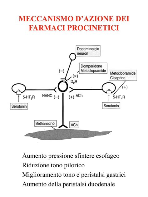Buscopan Meccanismo d'Azione