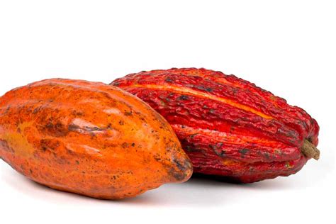Cabossa, il frutto del cacao