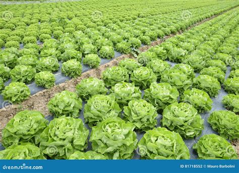 Campo di insalata rigogliosa