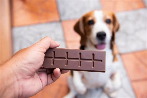 Cane che cerca di mangiare cioccolato