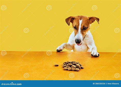 Cane che guarda il cibo