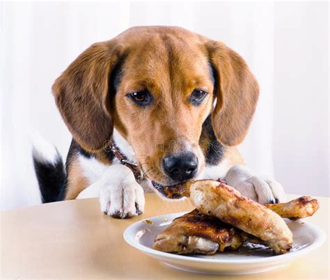 Cane che mangia carne di maiale cotta