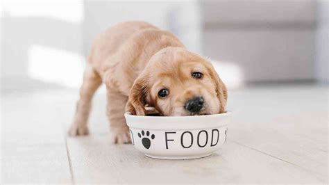 Cane che mangia cibo sano