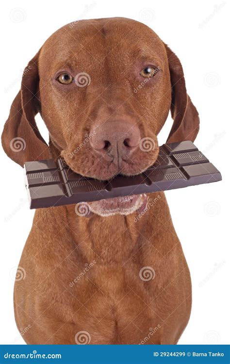Cane che mangia cioccolato
