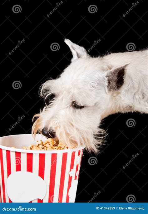 Cane che mangia popcorn