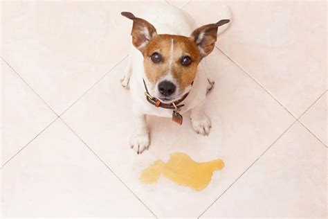 Cane con incontinenza urinaria