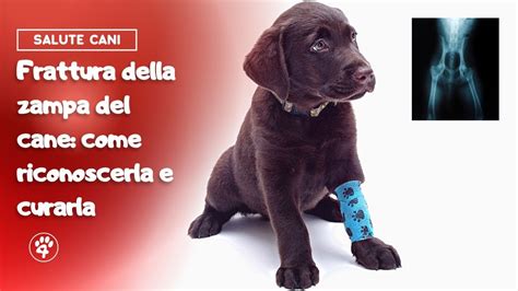 Cane con problemi muscolo-scheletrici