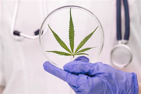 Cannabis Terapeutica