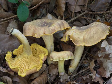 Cantharellus cibarius var. amethysteus