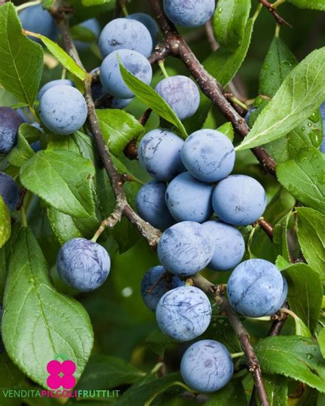 Caratteristiche del Prugnolo Selvatico