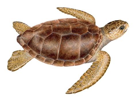 Caretta Caretta
