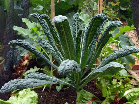 Cavolo nero