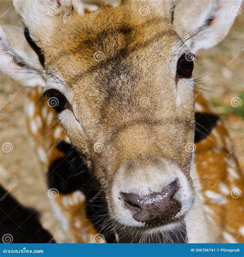 Cerbiatto dagli occhi dolci