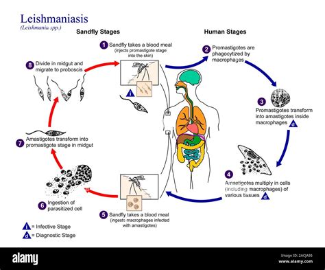 Ciclo vitale Leishmania