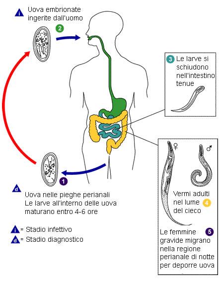 Ciclo vitale degli Ossiuri
