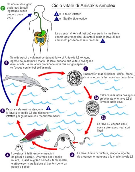 Ciclo vitale dell'Anisakis