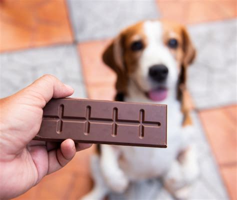 Cioccolato e cani