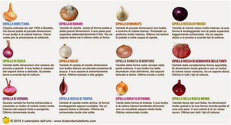 Cipolle di diversi tipi