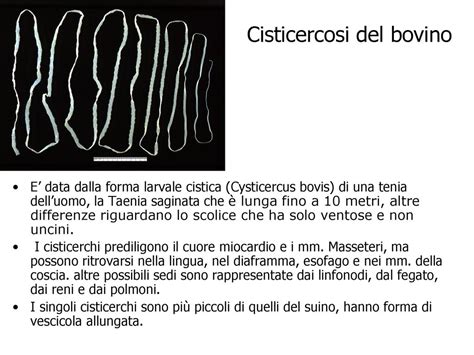 Cisticercosi muscolare