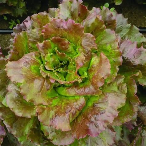 Clima per la lattuga