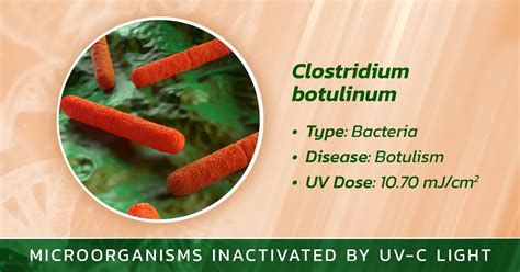 Clostridium botulinum