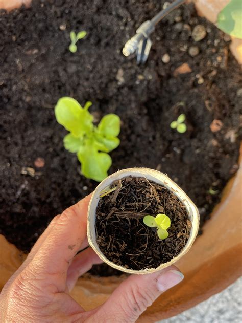 Coltivare l'insalata in vaso