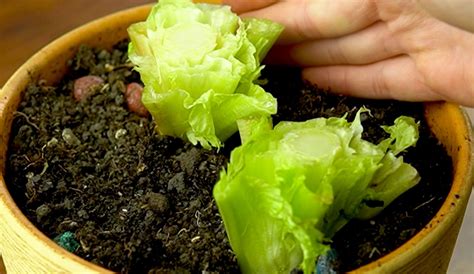 Coltivare lattuga dagli scarti