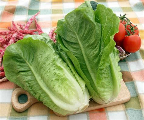 Coltivazione Lattuga Romana